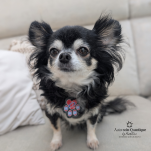 Protection énergétique pour votre animal